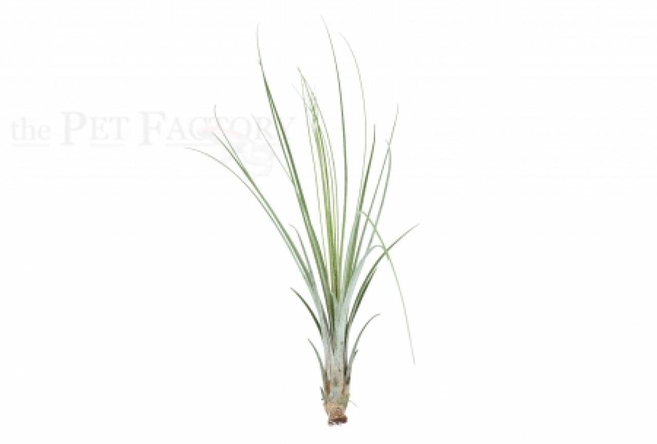 Tillandsia juncea